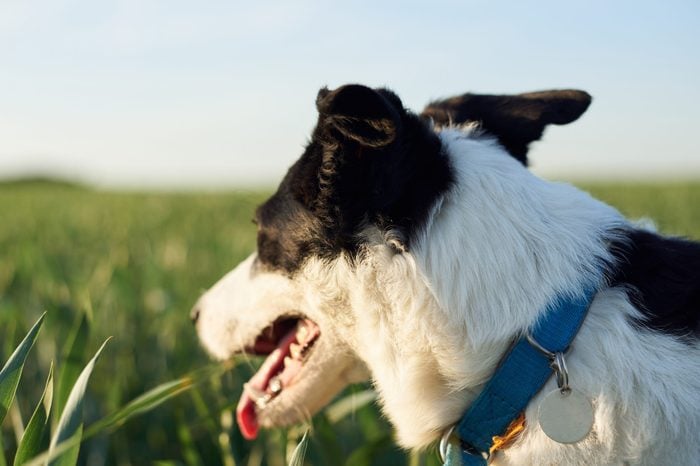 Close-up picture of black and white skinny dog with light blue collar. Small Border Colllie in the rye field with high green grass in summer. Walk with dog. I love my pet. 