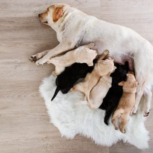 Labrador dog feeding her puppies at home