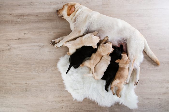 Labrador dog feeding her puppies at home
