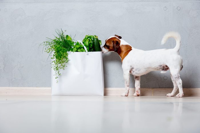 young Jack Russell Terrier dog near bag with organic herbs and vegetables on grey background