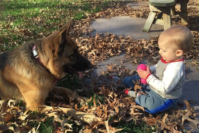 baby and german shepherd playing in the leaves