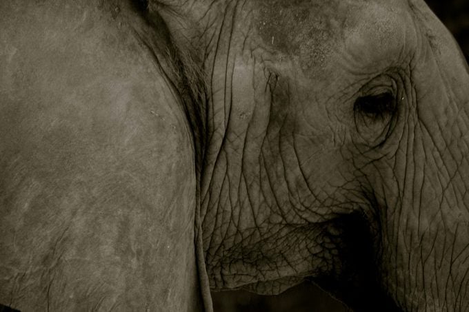 The elephant closeup black and white