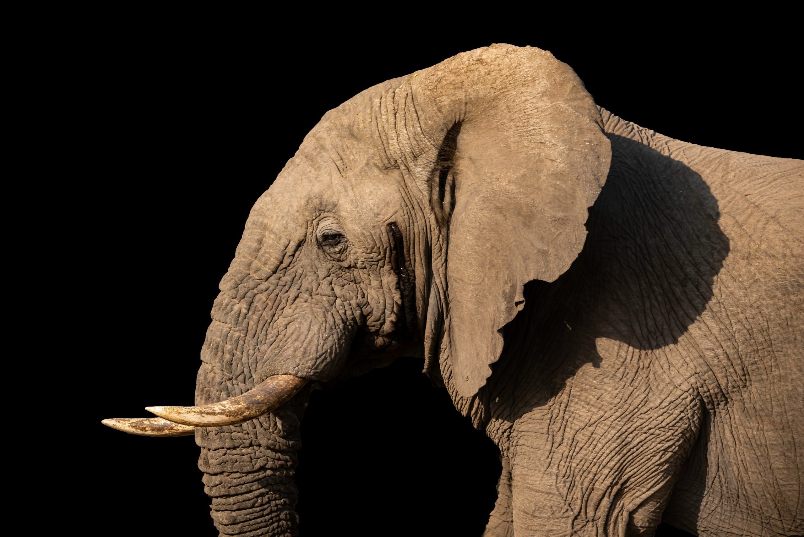 The Real Reason Elephants Have Big Ears | Reader's Digest