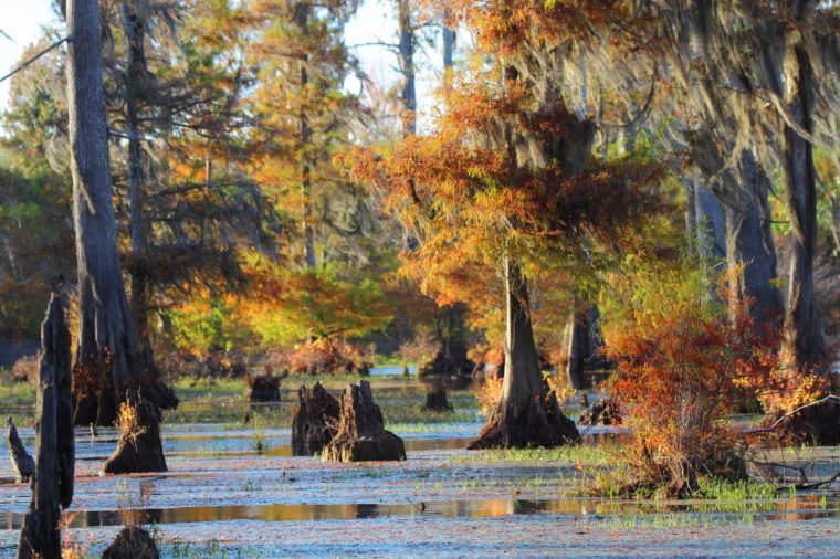 THE BEAUTY OF THE FALL SWAMP