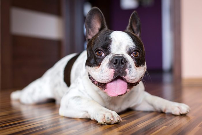 happy french bulldog lying down on the floor after walk
