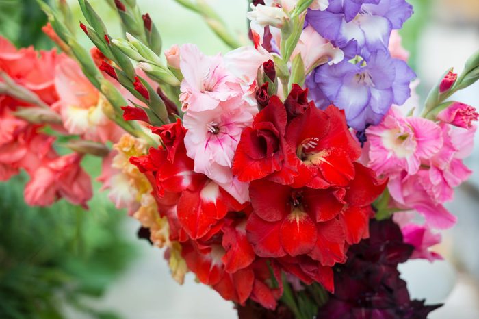 Colorful gladiolus