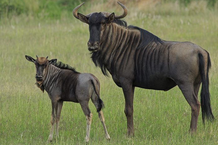 Mother and baby wildebeest looking into the camera