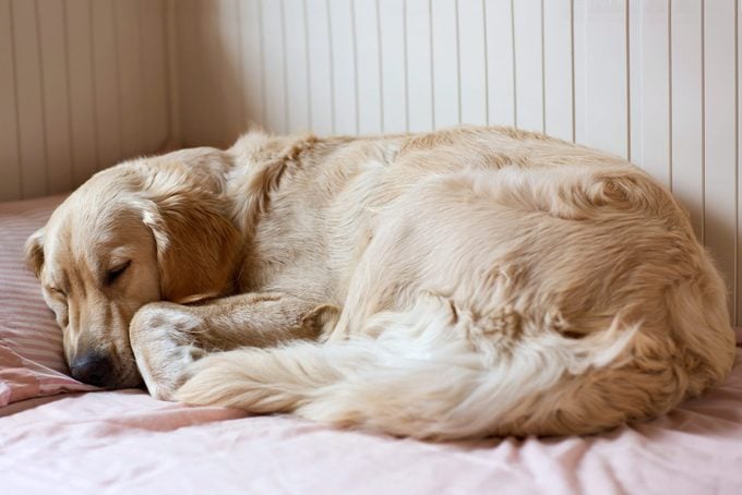 Dog sleeping on the bed - golden retriever
