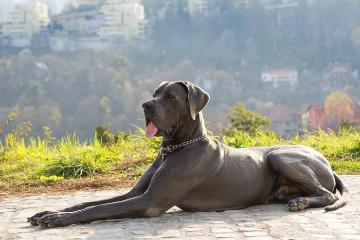 great dane laying outdoors on paving stones