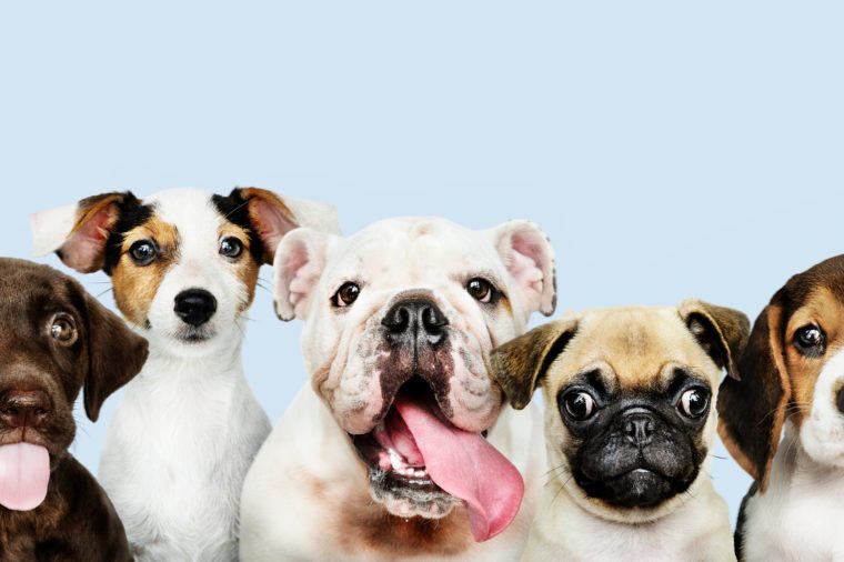 best hypoallergenic dog breeds