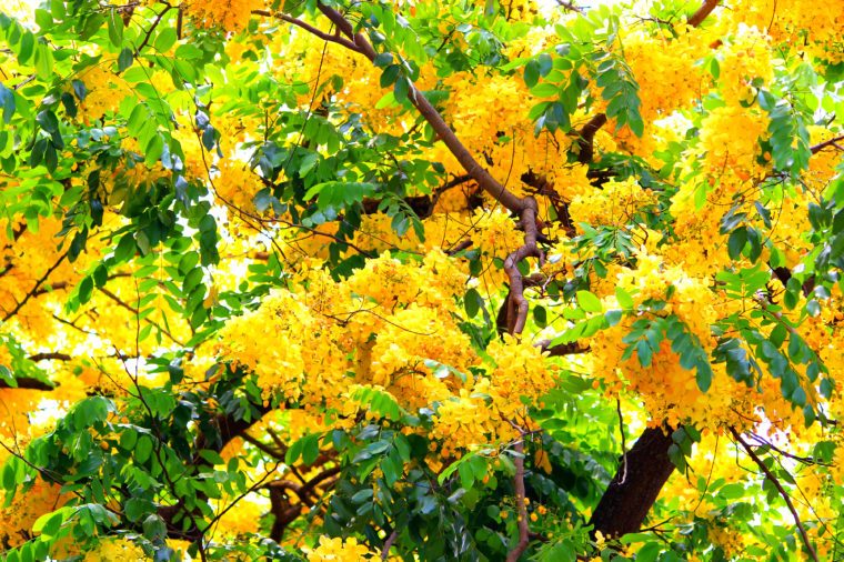 Hawaii golden shower tree