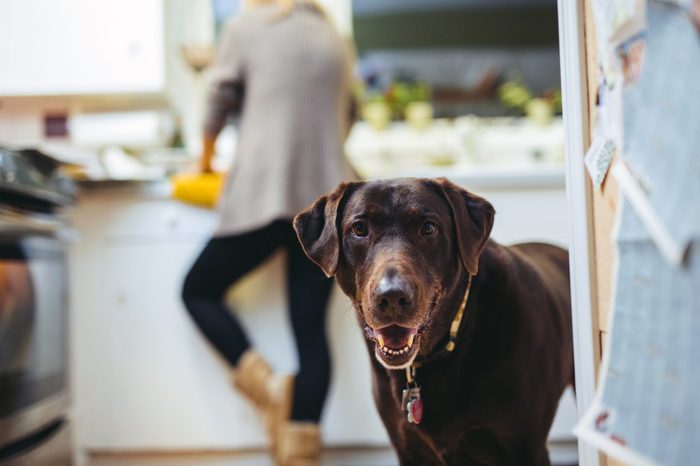 Cute Chocolate Lab in Kitchen Smiling at camera ears propped forward