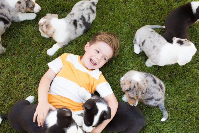 A five-year-old boy with a striped t-shirt on a lawn surrounded by corgi puppies. Friendship of animals and children.