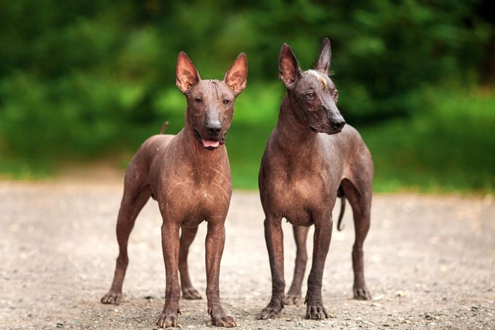 Horizontal portrait of two dogs of Xoloitzcuintli breed, mexican hairless dogs of black color of standart size, standing outdoors on ground with green grass and trees on background on summer day