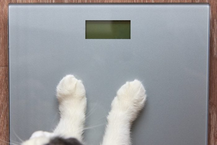 Photo of paws of a cat stand on measuring scales, close-up