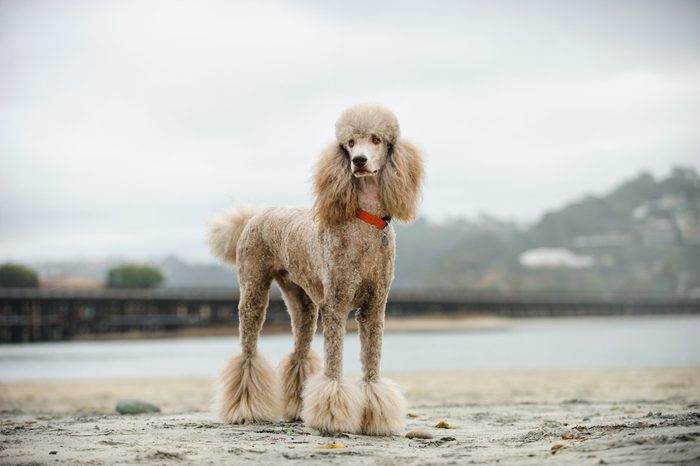 Apricot Standard Poodle dog portrait at beach with railroad tracks
