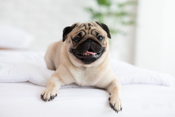 happy pug dog laying on a bed with white sheets