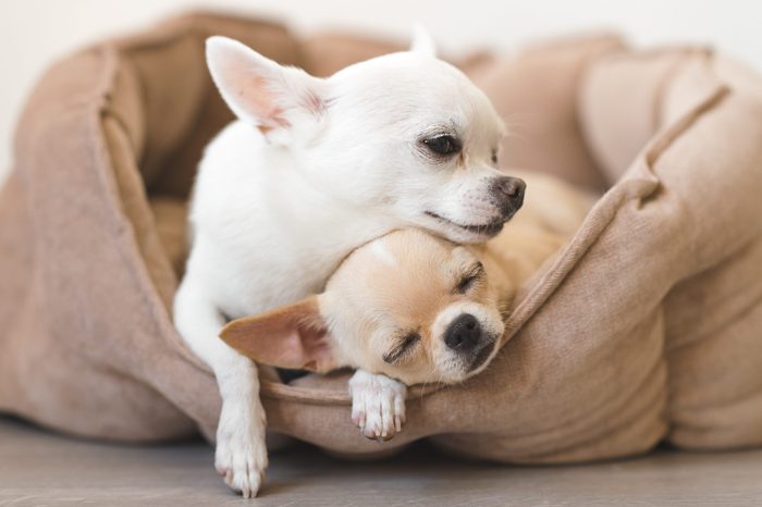 two chihuahuas cuddling in a dog bed