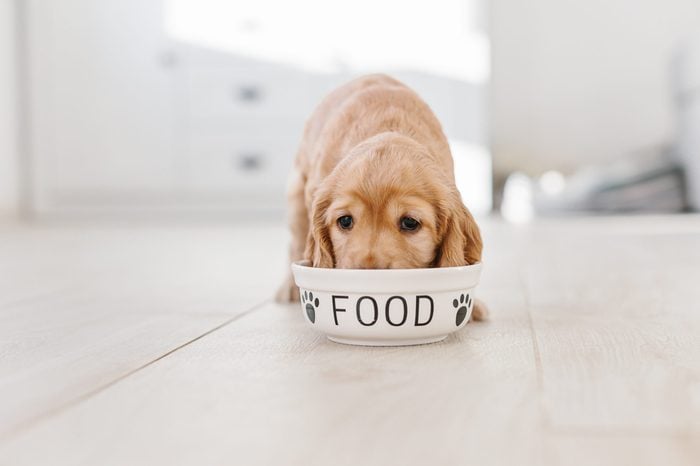 The Very Best Diet For Dogs, According To Vets | Reader'S Digest