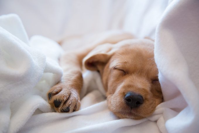 Close-up of puppy’s nose. Two months old vizsla mix puppy sleeping on white sheets