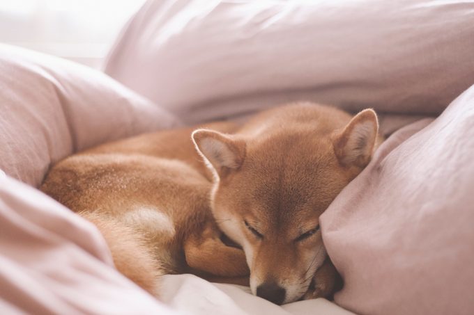 Cute female pedigree shiba inu dog with red fur sleeping in human bed with pink sheets, closeup with natural light from window. Dreamy peaceful.