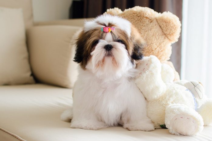 Cute Shih-Tzu is sitting on a couch with teddy bears and looking at the camera
