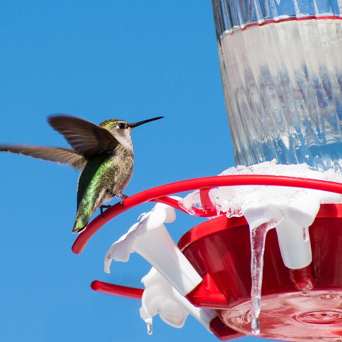 hummingbird in winter