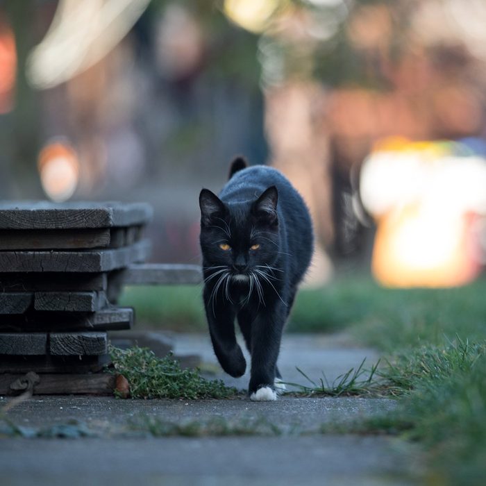 black cat goes to the street