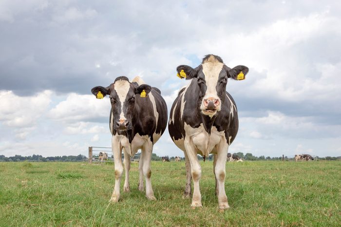 Two black and white cows,frisian holstein, standing in a pasture under a blue sky and a faraway straight horizon.