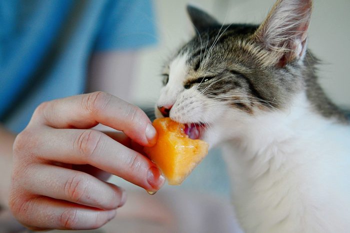 Cute tabby kitten snacking on melon