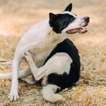 9 Possible Reasons Your Dog Is So Itchy