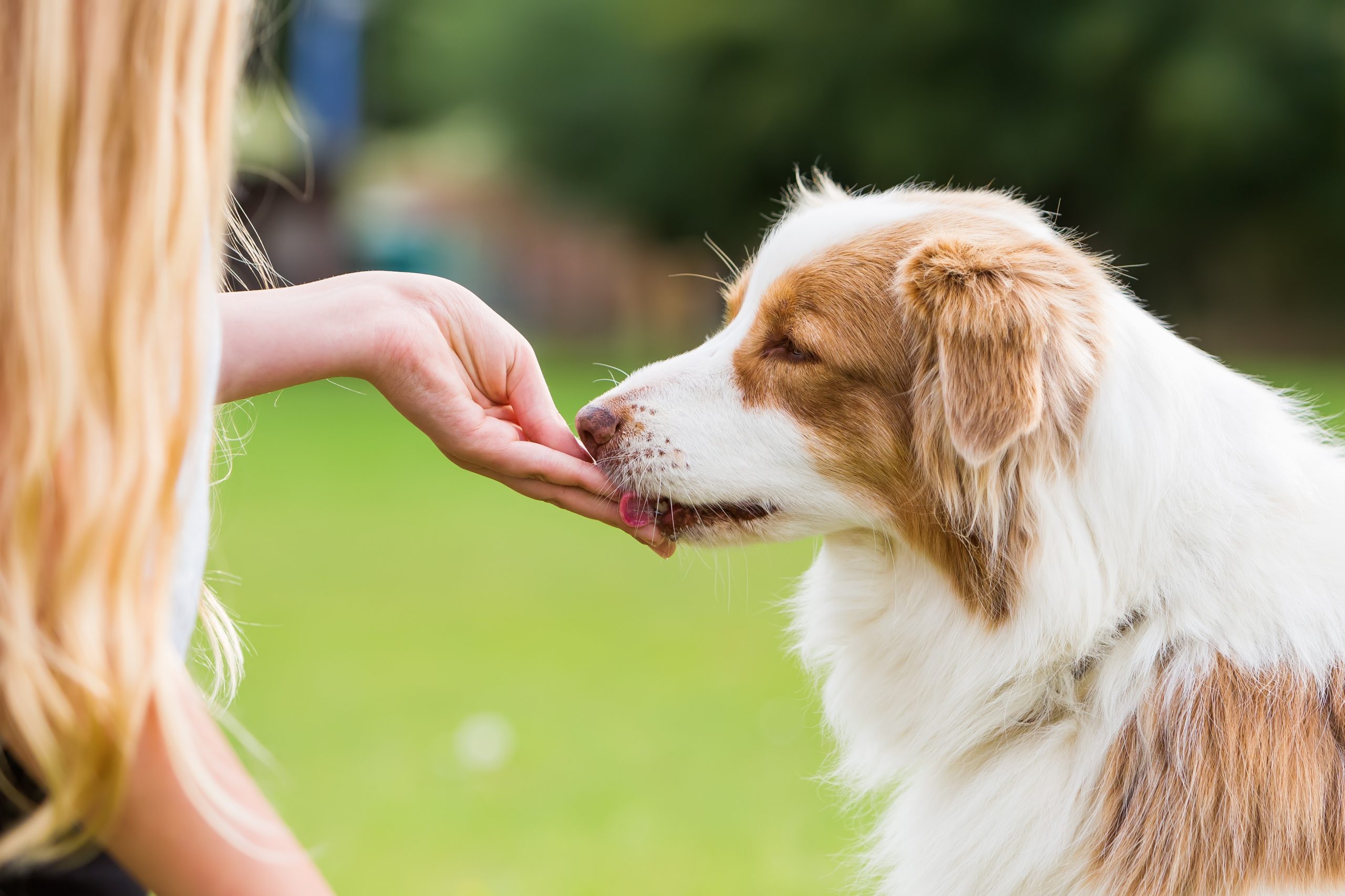 How Dog Treats Mould Your Pet’s Behaviour