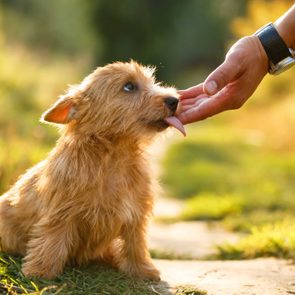 Norwich Terrier puppy licking human hand in autumn outdoor background