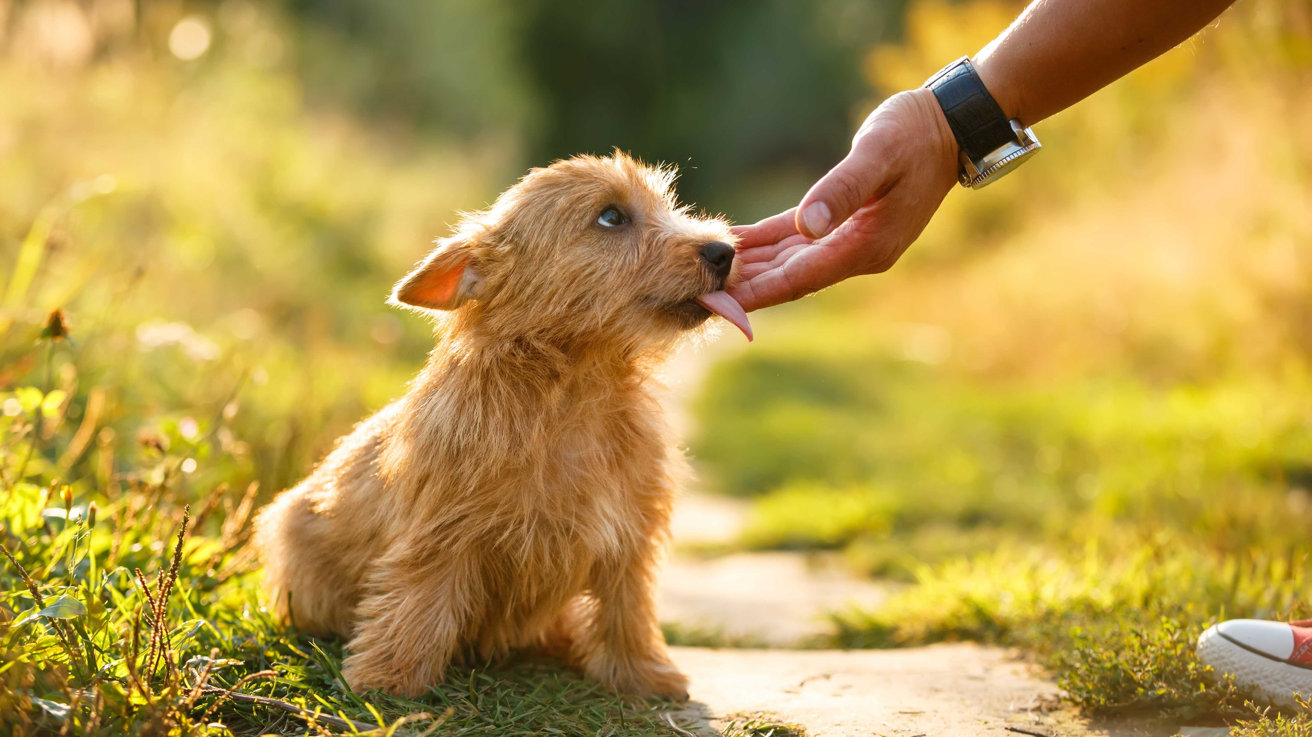 What Does It Mean When a Dog Licks You 