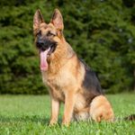 After Surviving a Bullet, This Police Dog Changed the Law