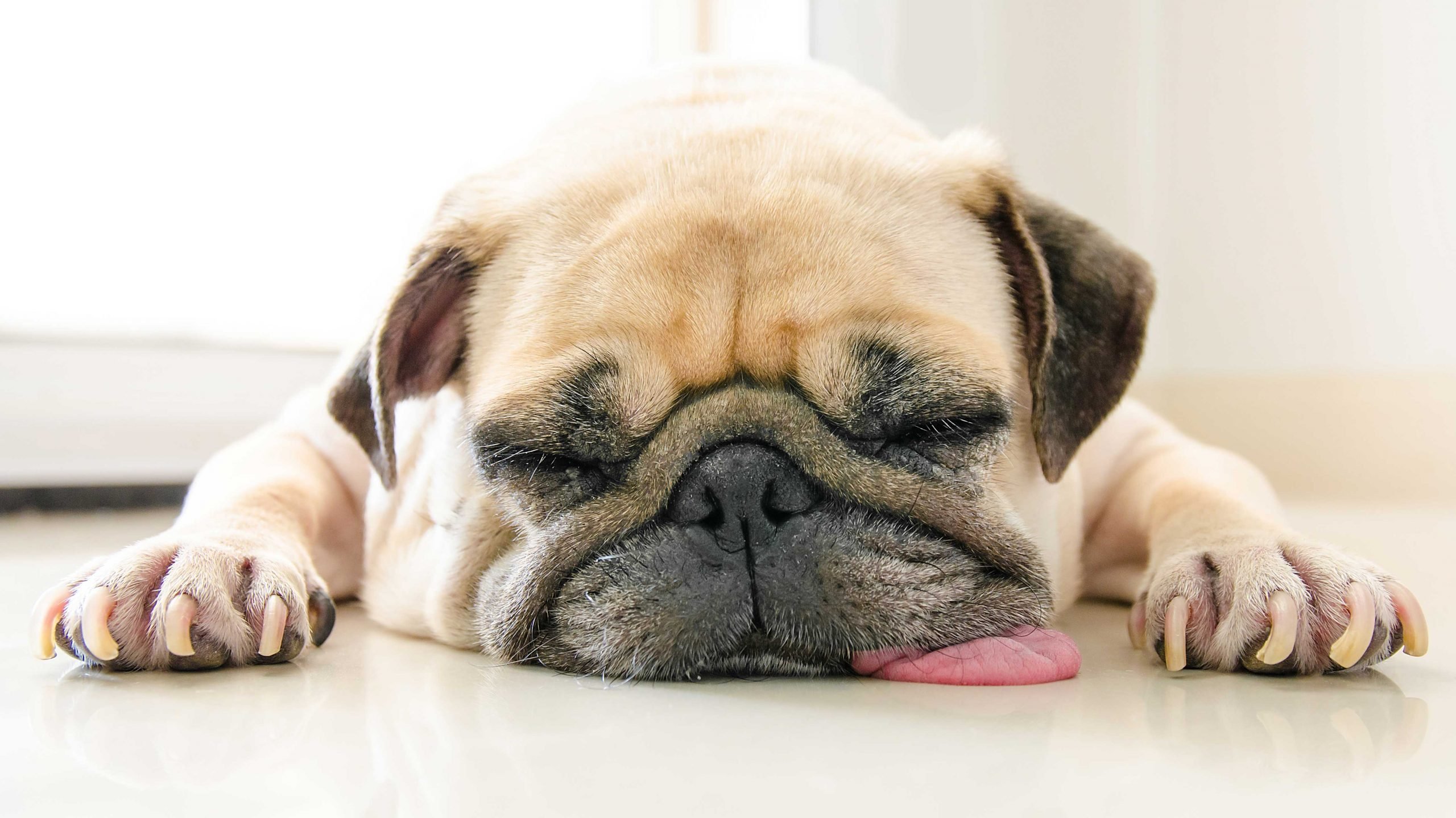 Lethargic Dog: Signs You Need to Call 