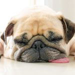 Lethargic Dog: 5 Signs You Need to Call the Vet