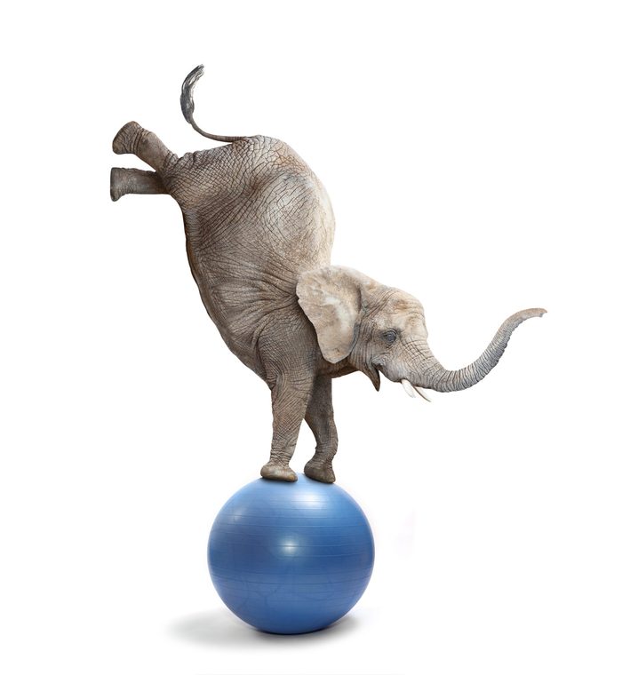 African elephant elephant balancing on a ball. Funny animals isolated on white background.