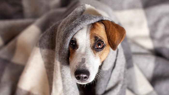 Dog under a plaid. Pet warms under a blanket in cold autumn weather
