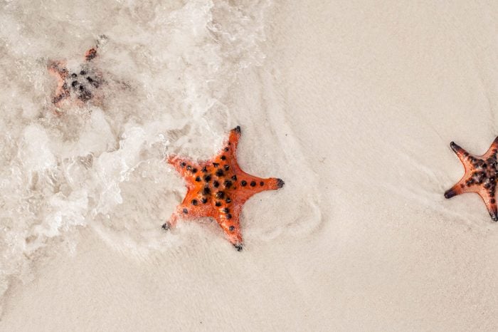 Amazing colorful starfishes close up on the white sandy beach. Beautiful red starfish in crystal clear ocean water, travel concept on tropical starfish beach, Phu Quoc, Vietnam.