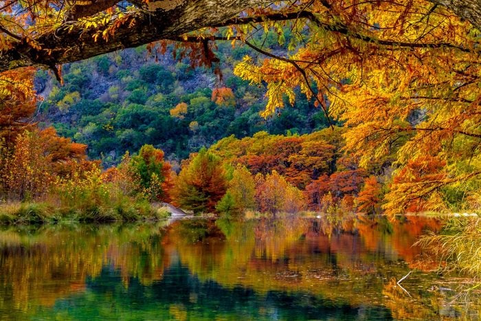 Beautiful Fall Color on Giant Cypress Trees Reflected in the Clear Waters of the Frio River at Garner State Park, Texas