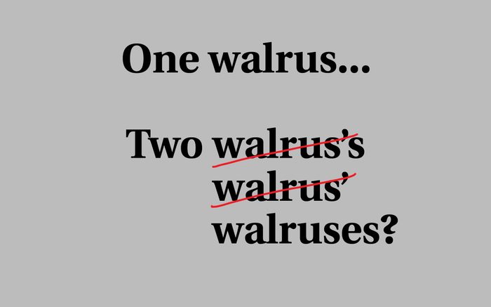 walruses plural s