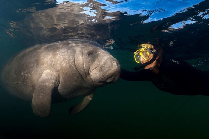 Manatee and female snorkeler have a touching moment. Photographed at Homosassa Springs, Florida