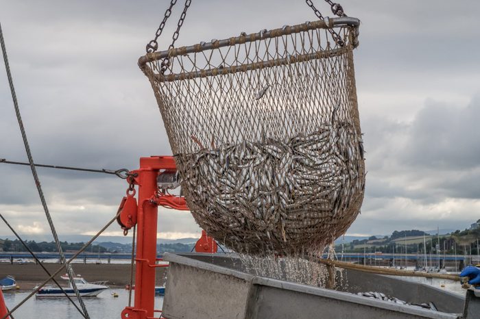 Fishing net full of sardines