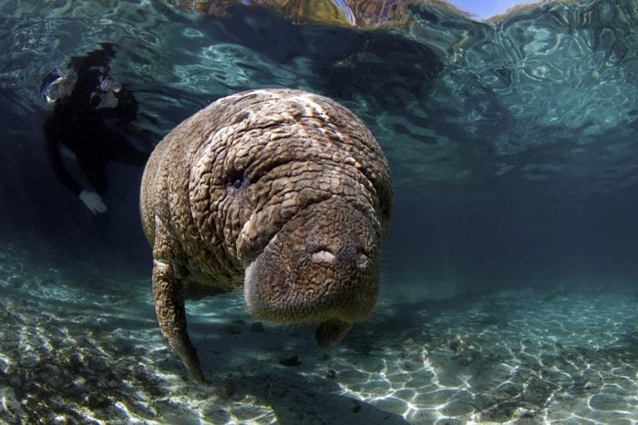 West India Manatees of the Crystal River
