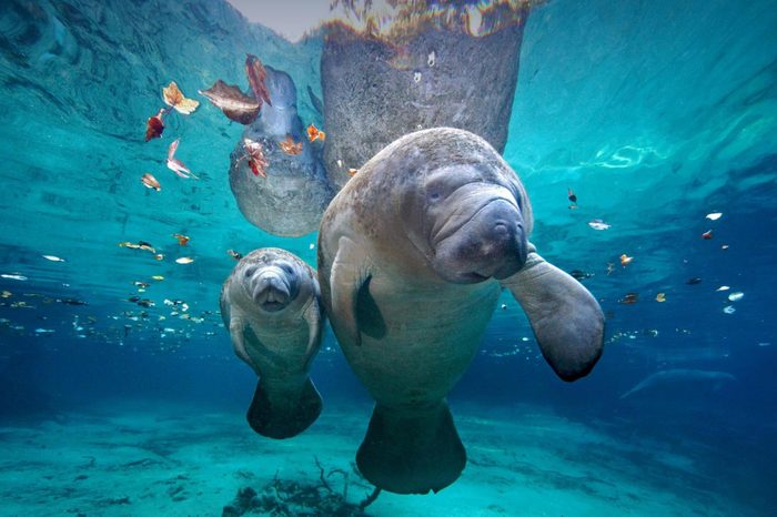 things-you-never-knew-about-manatees-reader-s-digest