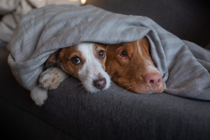 two dogs are under the blanket. sweet pets nose. Nova Scotia Duck Tolling Retriever and Jack Russell Terrier are heated home on the couch