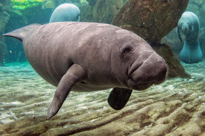 young manatee close up portrait underwater