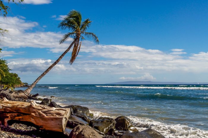 A lone coconut palm tree leans into the wind and waves on a rocky beach in Maui.