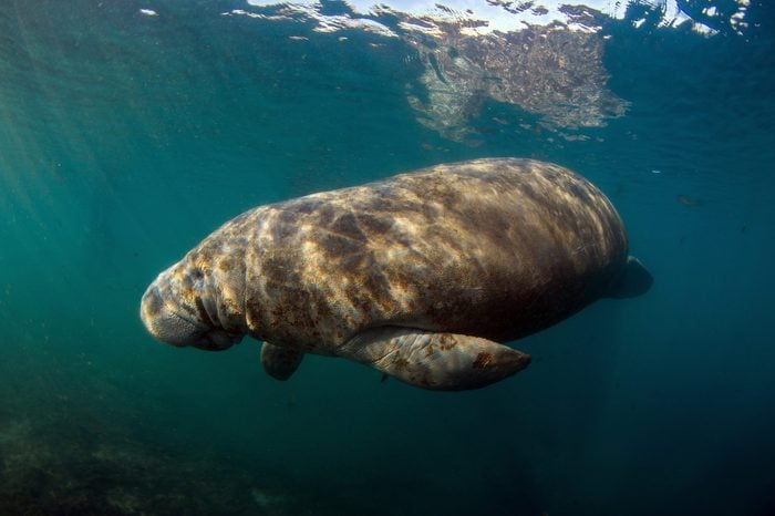 West Indian Manatee in Crystal River